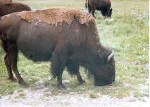 A bison at home