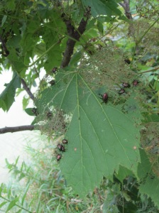Japanese beetle foraging on  grapevine