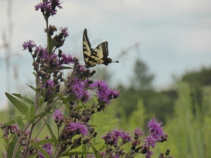 Swallowtail on Ironweed